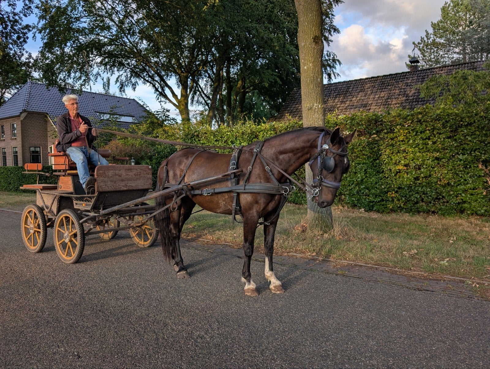 Merries te koop, Merrie, Tuigpaard