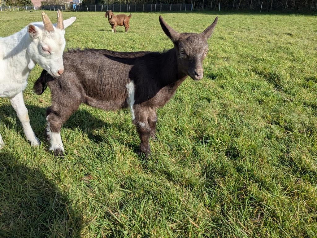 Bruin bonte stamboek bok Ncw, Dieren en Toebehoren, Mannelijk, Geit, 0 tot 2 jaar