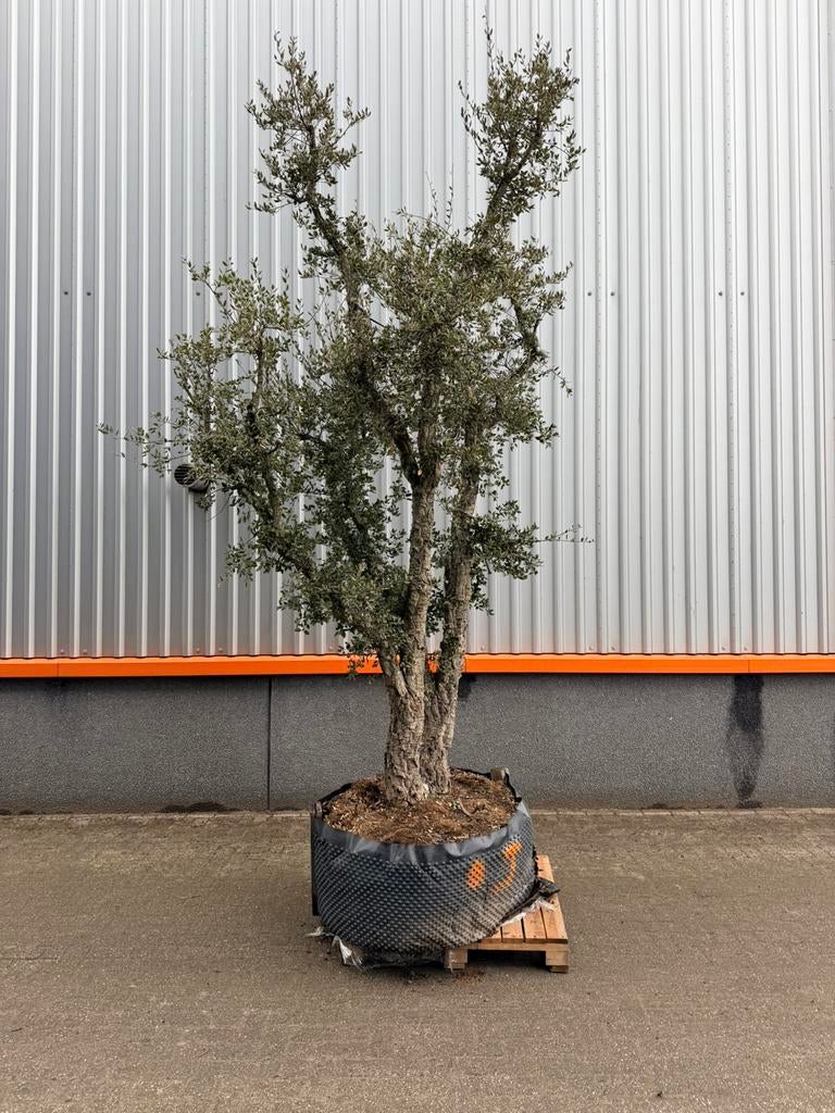 Mooie meerstammige kurkeik quercus suber, Halfschaduw, 250 tot 400 cm, Zomer, Overige soorten