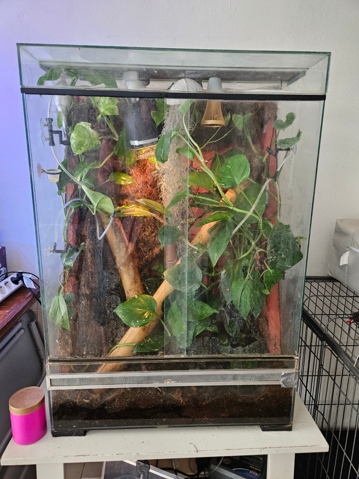 Palidarium/terrarium met 2 daggekko's- Phelsuma Grandis, Dieren en Toebehoren, Ophalen