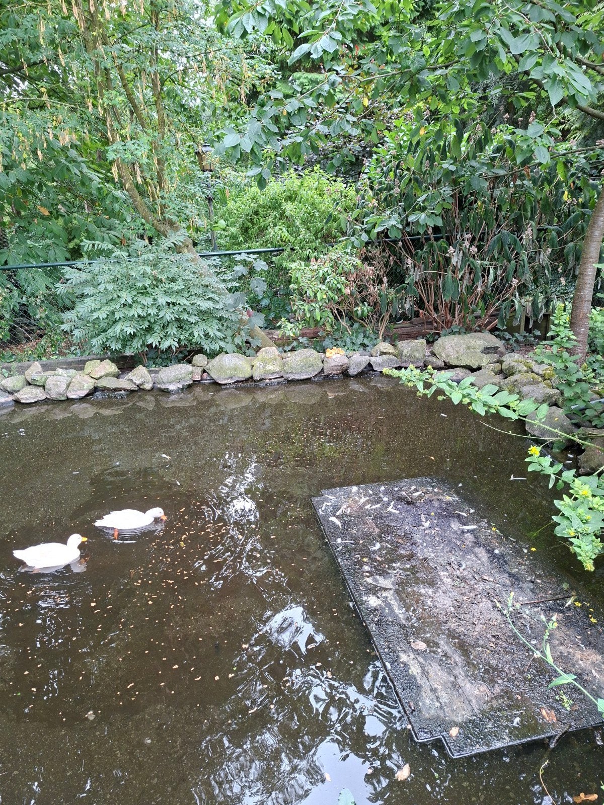 4 witte kwakers/eendensoort, Dieren en Toebehoren