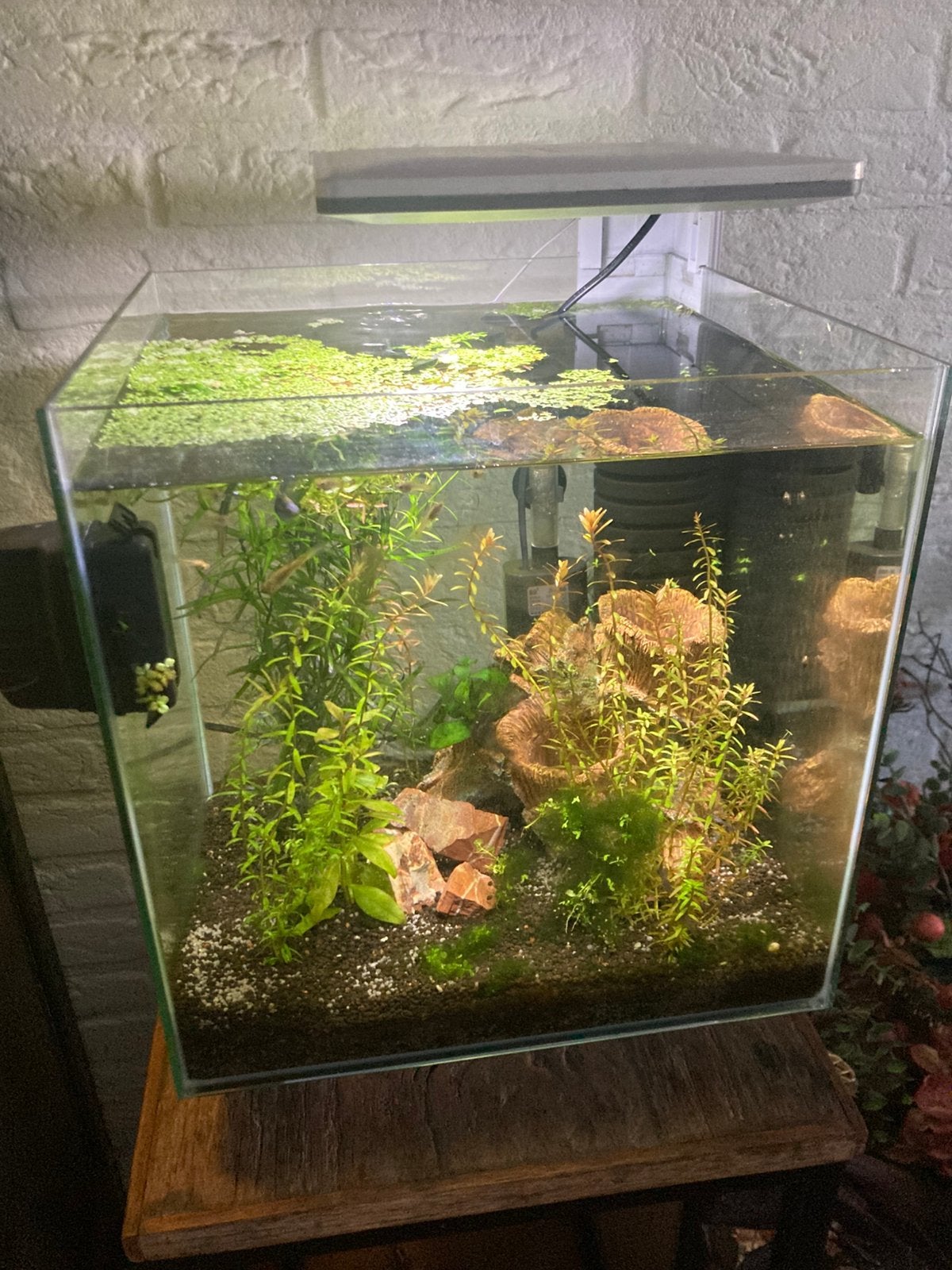 Qubic 30 aquarium compleet, Dieren en Toebehoren, Ophalen, Inclusief toebehoren, Zo goed als nieuw, Gevuld zoetwateraquarium