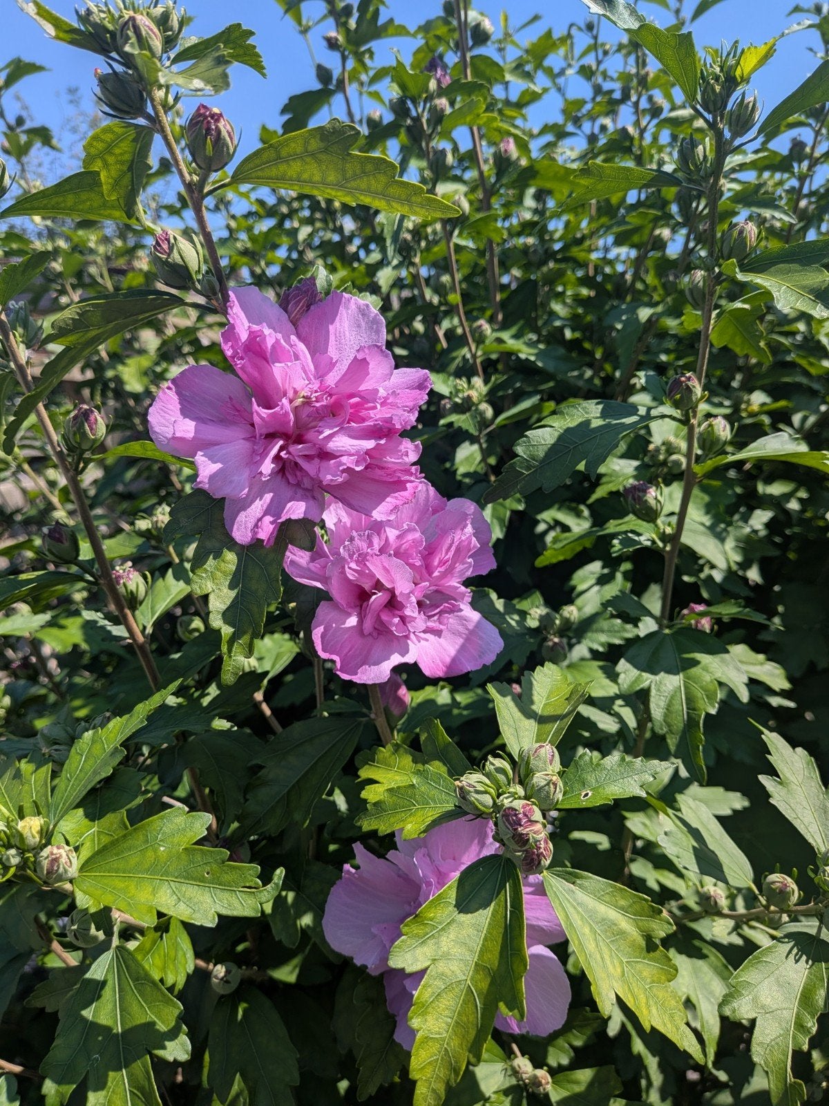 Hibiscus syriacus, Ophalen, Overige soorten, Struik, 100 tot 250 cm