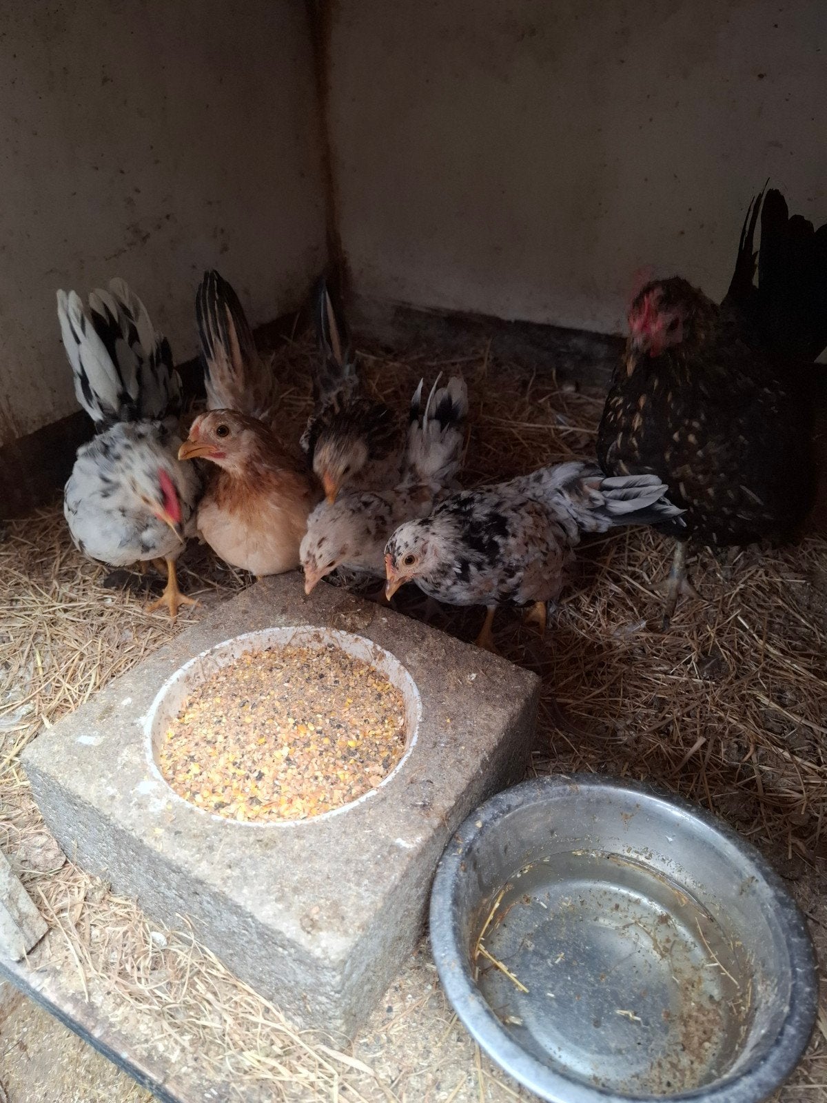Serama hennen jong., Dieren en Toebehoren, Pluimvee, Vrouwelijk, Kip
