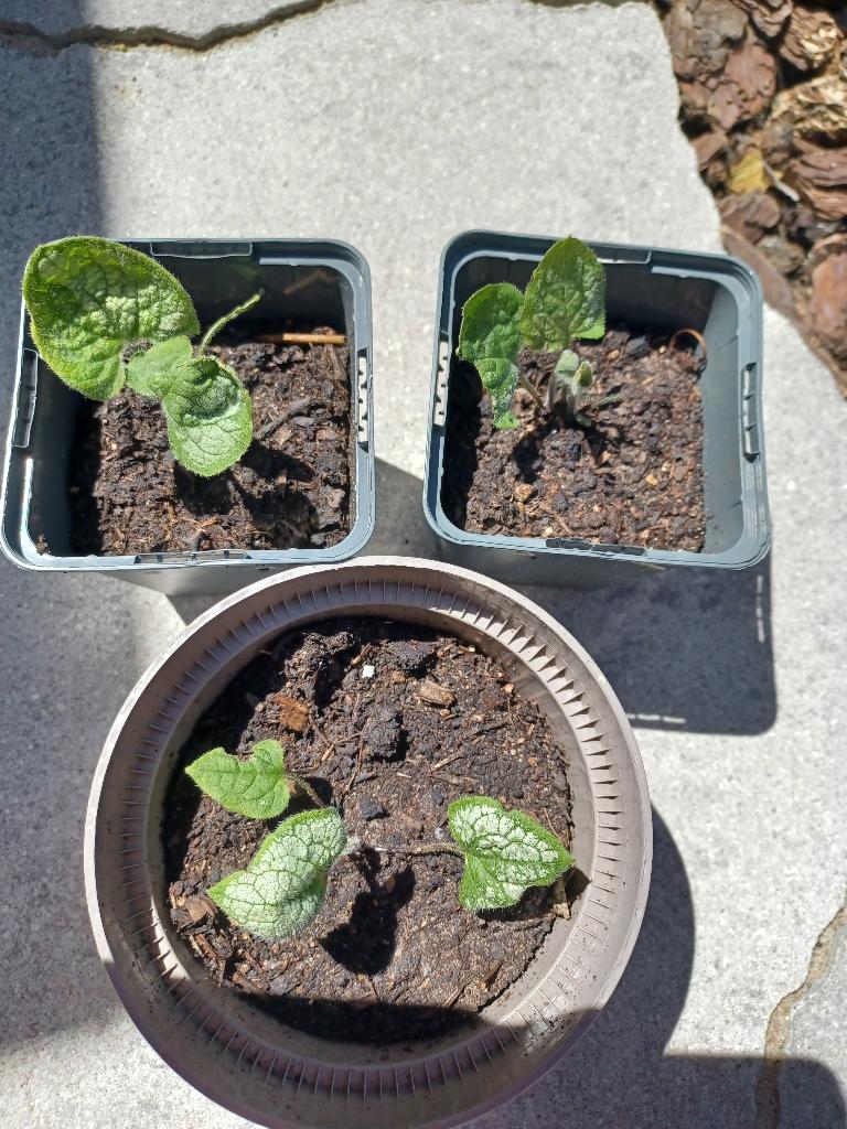 Brunnera 3 stuks voor €2,50!, Vaste plant, Halfschaduw, Lente, Ophalen