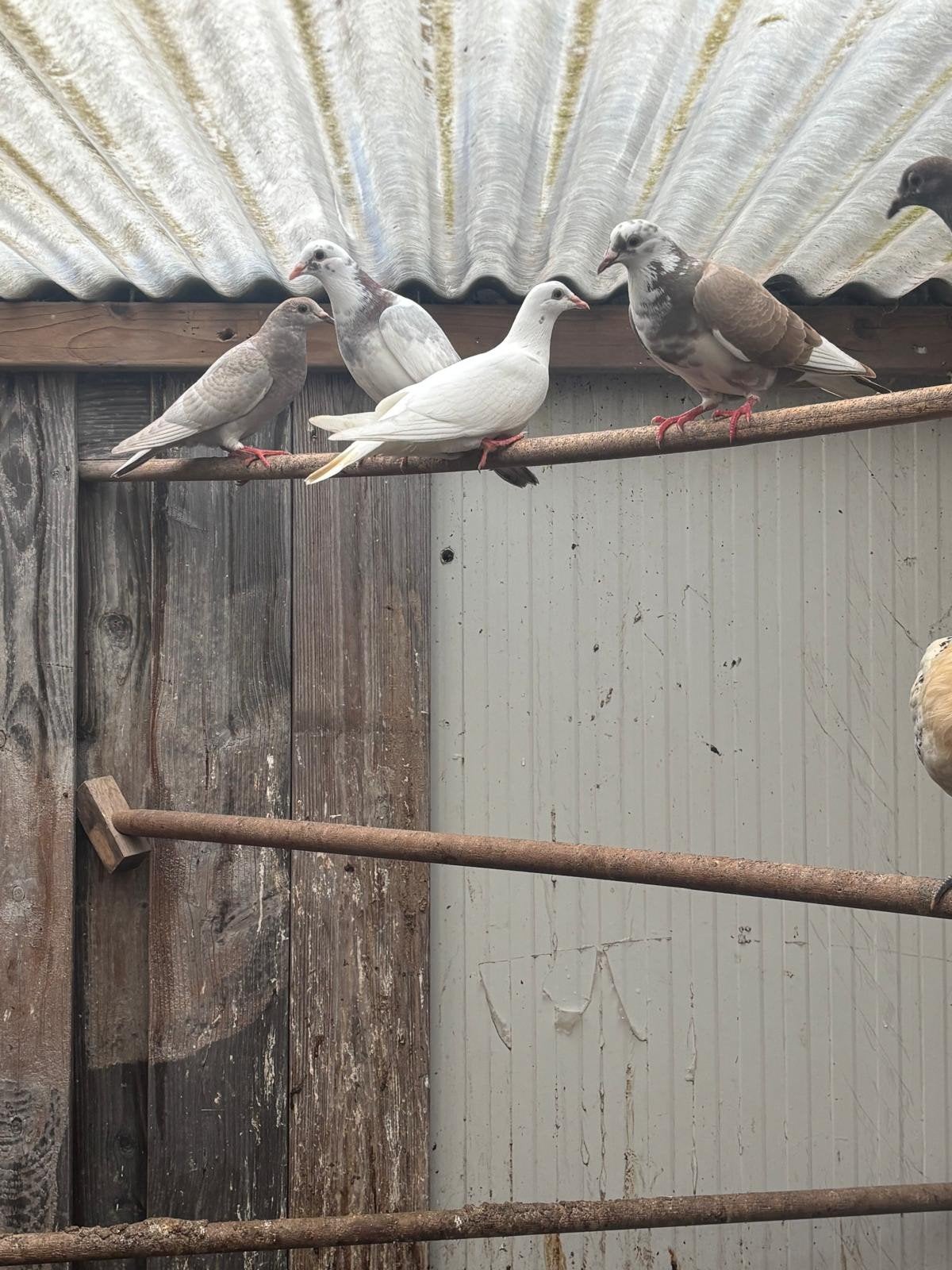 Postduiven, Meerdere dieren, Postduif