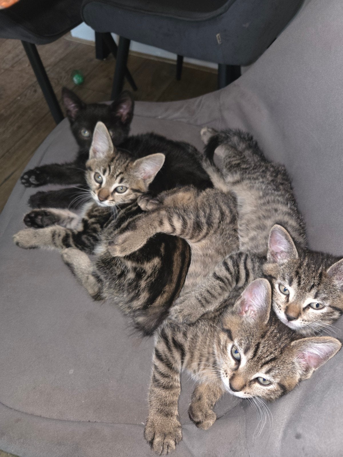 kittens te koop, Dieren en Toebehoren, Katten en Kittens | Raskatten | Korthaar, Meerdere dieren, Ontwormd