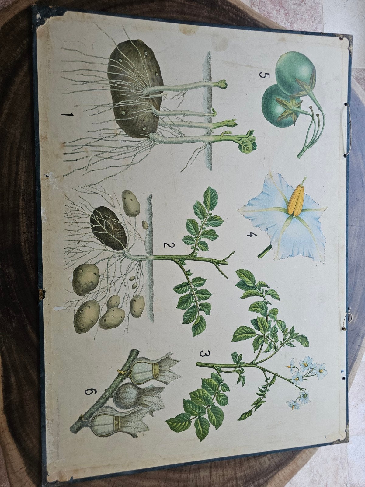Vintage Omkeerbare Schoolplaat: Aardappels & Granen, Ophalen of Verzenden