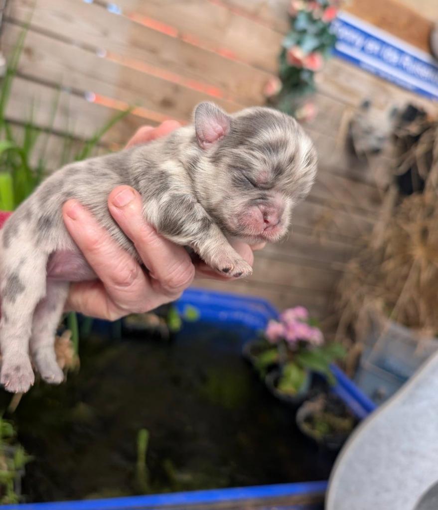 Gezocht betrouwbare honden oppas voor puppy, Ophalen of Verzenden, Zo goed als nieuw