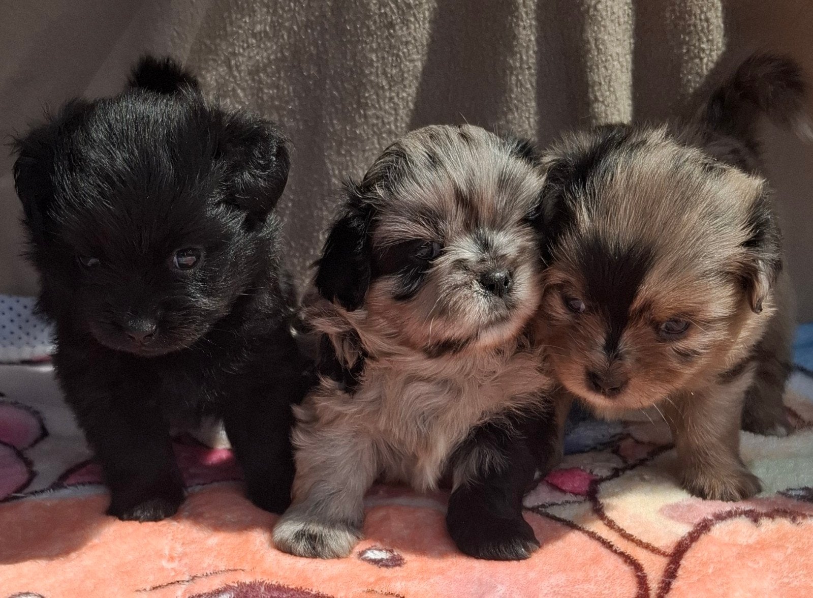 Prachtige unieke Shiranian (F1) pups (Shih Tzu x  pomeriaan), Dieren en Toebehoren, 8 tot 15 weken, Meerdere, Meerdere dieren
