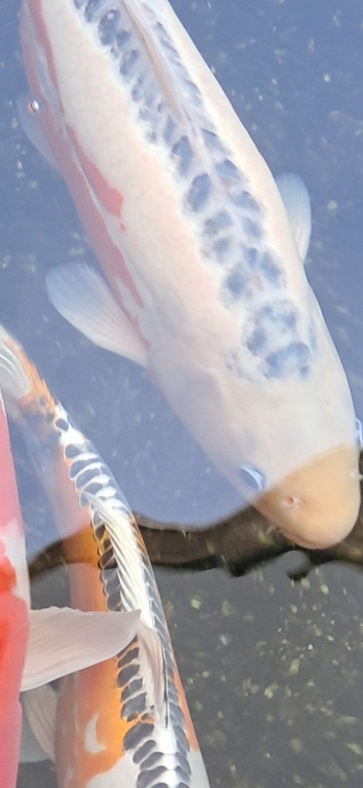 Japanse Koi Shusui 50-55cm, Karper of Koi