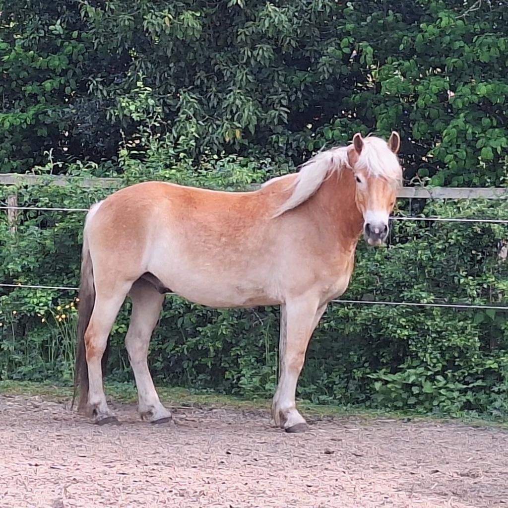 Super lieve Haflinger 6 jaar, Dieren en Toebehoren, Pony's, Ruin, Onbeleerd, E pony (1.48m - 1.57m), 3 tot 6 jaar, Met stamboom