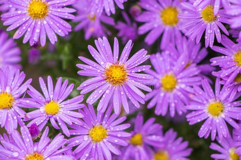 Herfst Aster, Ophalen, Herfst, Vaste plant, Halfschaduw
