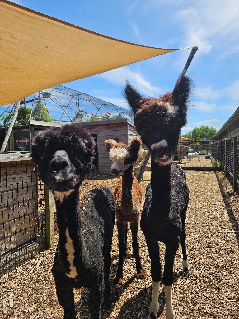 Alpaca's | Halstermak | 8-12 maanden | Macho & Hembra, Dieren en Toebehoren, Overige Dieren, Augustus, Meerdere dieren