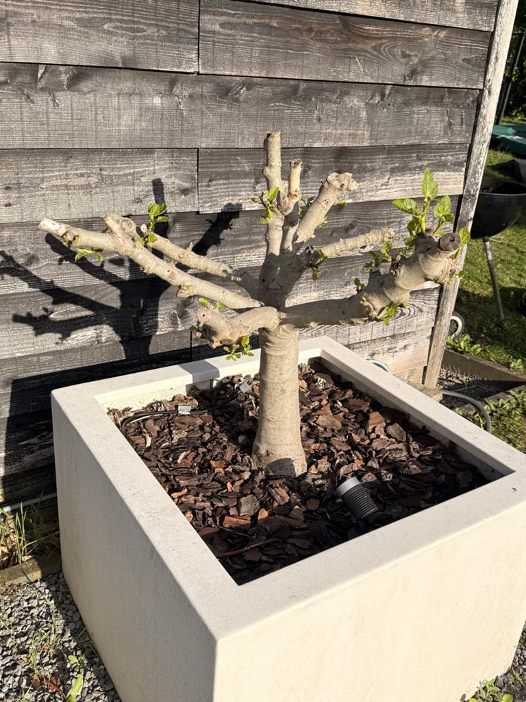 Twee vijgenboompjes, Ophalen, Volle zon, In pot, Vijgenboom