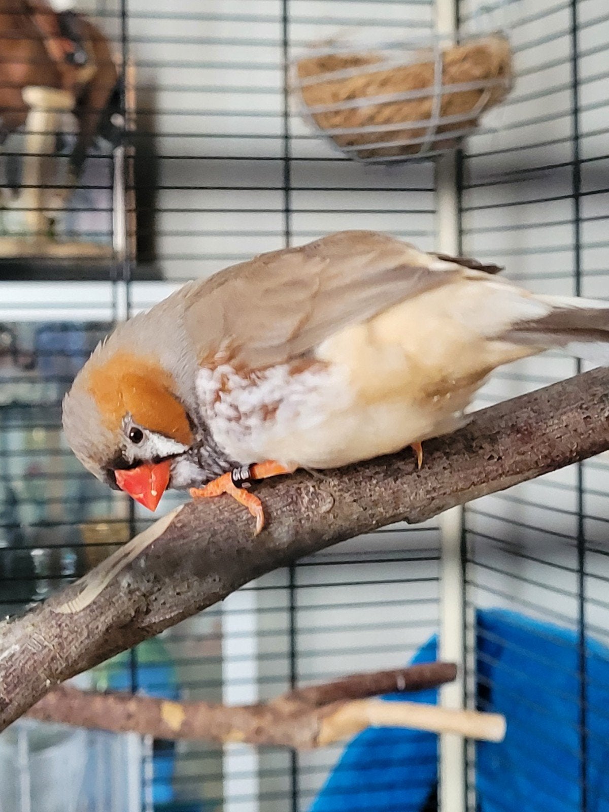 zebravinken zwart borst / Isabel, Dieren en Toebehoren