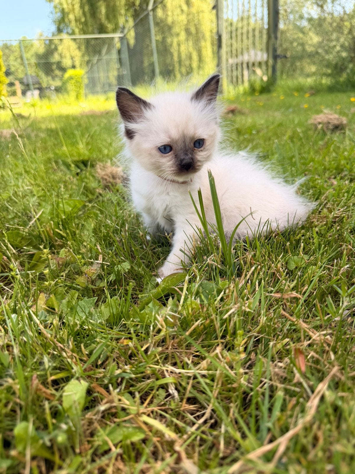 PRACHTIGE RAGDOLL STAMBOOM KITTENS - GETESTE OUDERS, Meerdere dieren, Gechipt