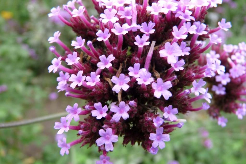 Verbena bonariensis in p9 ., Volle zon, Vaste plant, Zomer, Ophalen