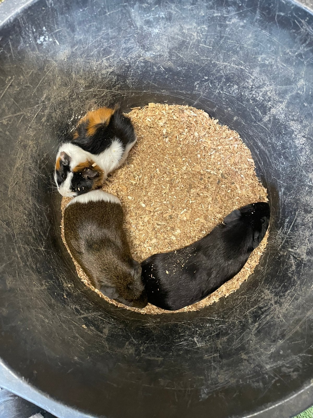 Cavia, Dieren en Toebehoren, Knaagdieren, Cavia, Mannelijk, Januari, Tam