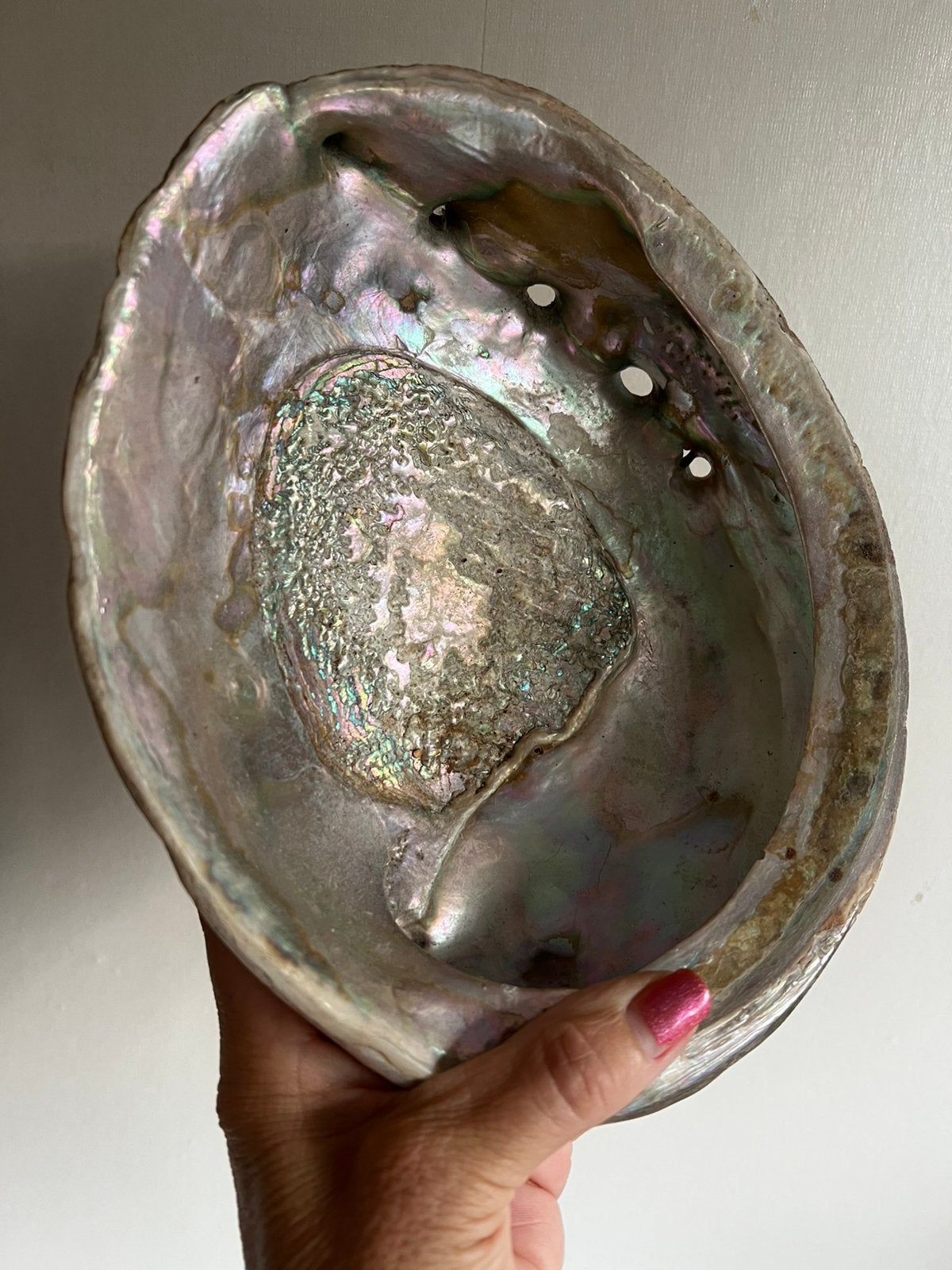 Zware Grote Abalone Schelp Schaal ~Kaviaar Lepel Parelmoer, Ophalen of Verzenden, Schelp(en)