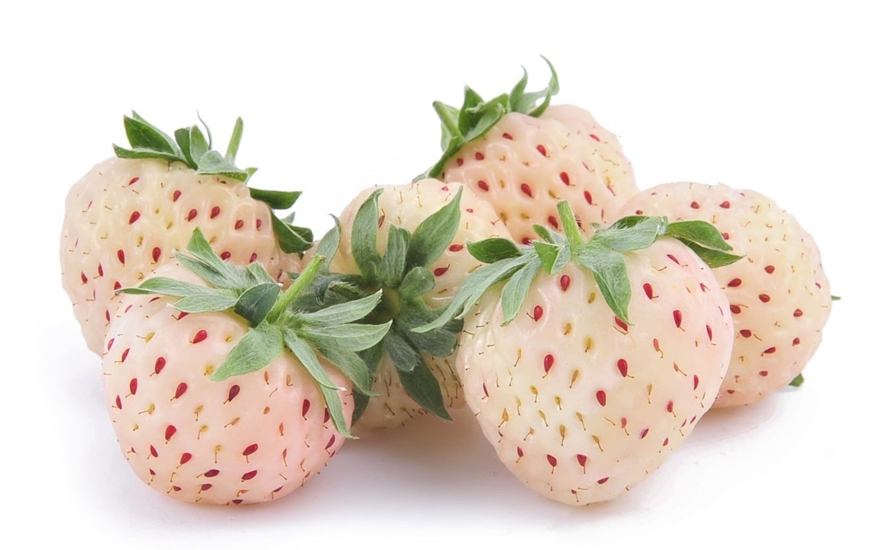 Witte Aardbeienplanten 5 + 1 gratis!  Ananas Aardbei, Aarbei, Volle zon, Vaste plant, Ophalen of Verzenden, Fruitplanten