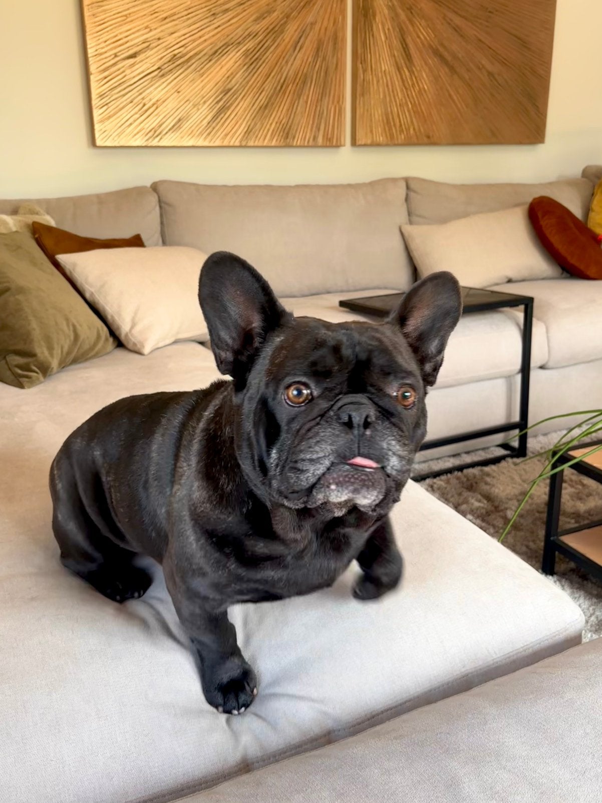 Franse bulldog ter dekking Binky❤️, Rabiës (hondsdolheid), Reu, Eén hond, 3 tot 5 jaar