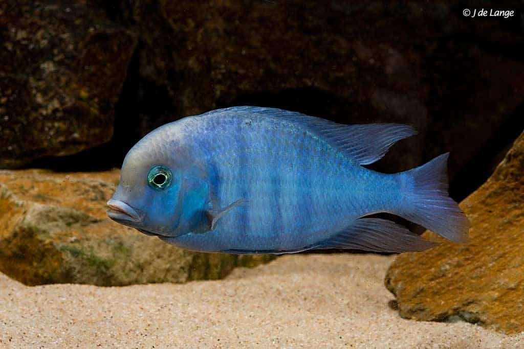 1x blauwe malawicichlide 15cm te koop, Vis, Zoetwatervis