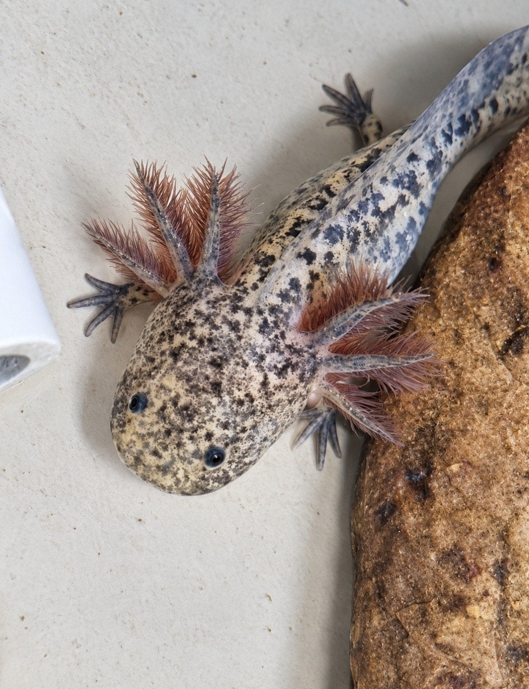 Knappe jonge axolotls beschikbaar Melanoid en Wild, Dieren en Toebehoren, Amfibie, 0 tot 2 jaar