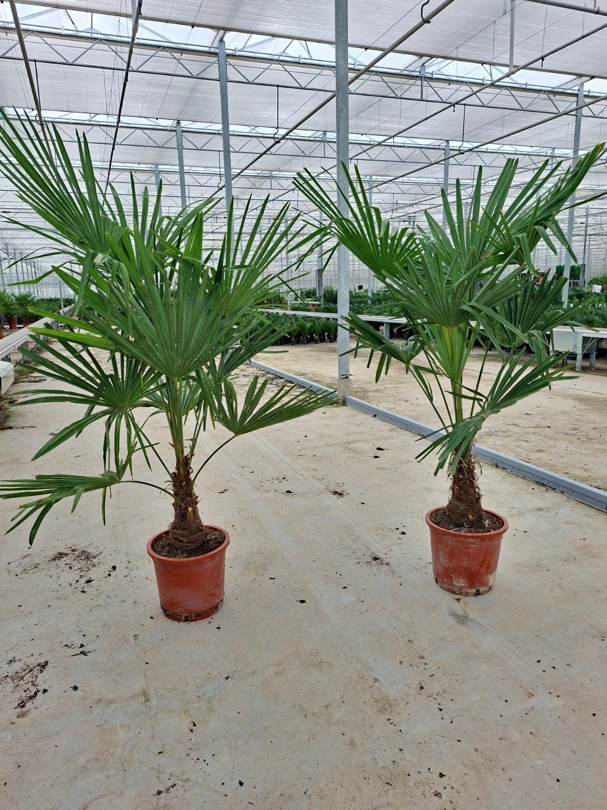 Trachycarpus Fortunei 1.75mtr, Ophalen, Overige soorten, Volle zon