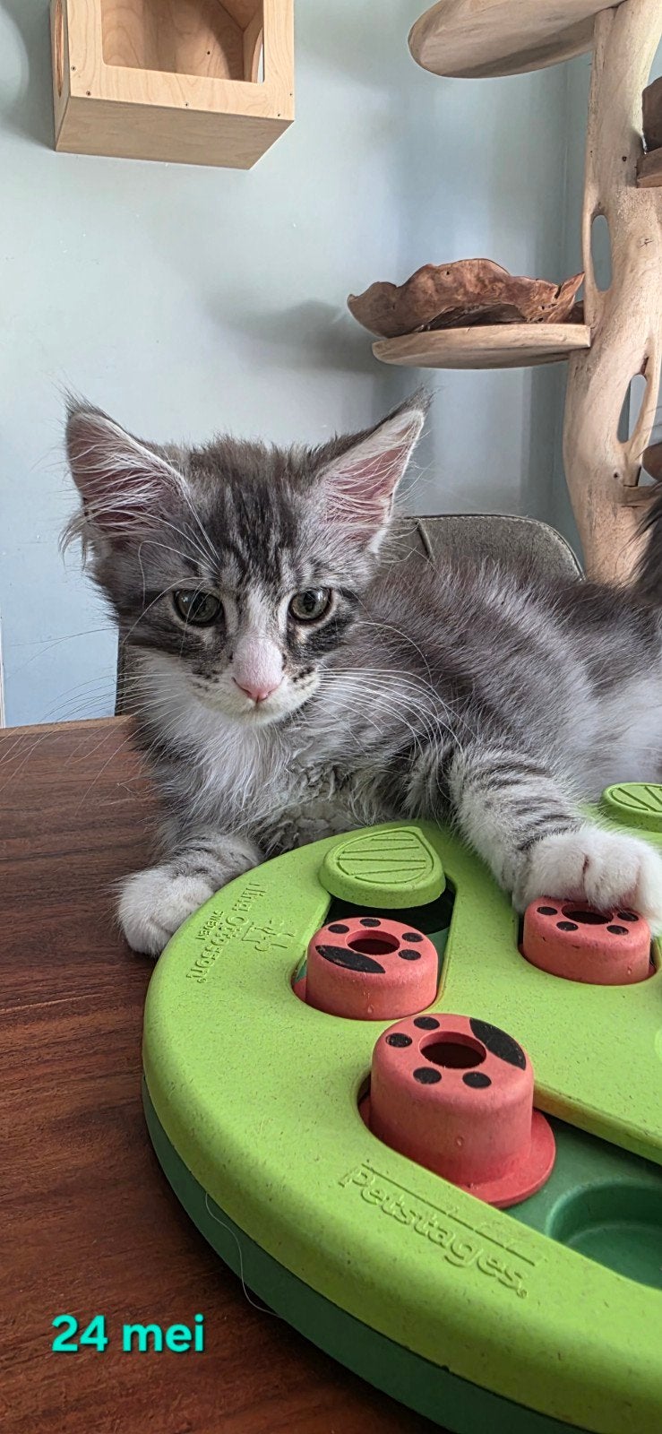 Maine Coon katertje, stamboom,gechipt. Uit geteste ouders, Kater, Met stamboom, 0 tot 2 jaar