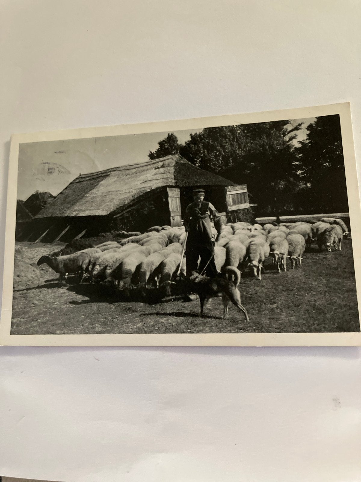 Oude Ansichtkaart Herder met Schaapskudde Hattem, Ophalen of Verzenden, 1940 tot 1960, Gelopen, Gelderland