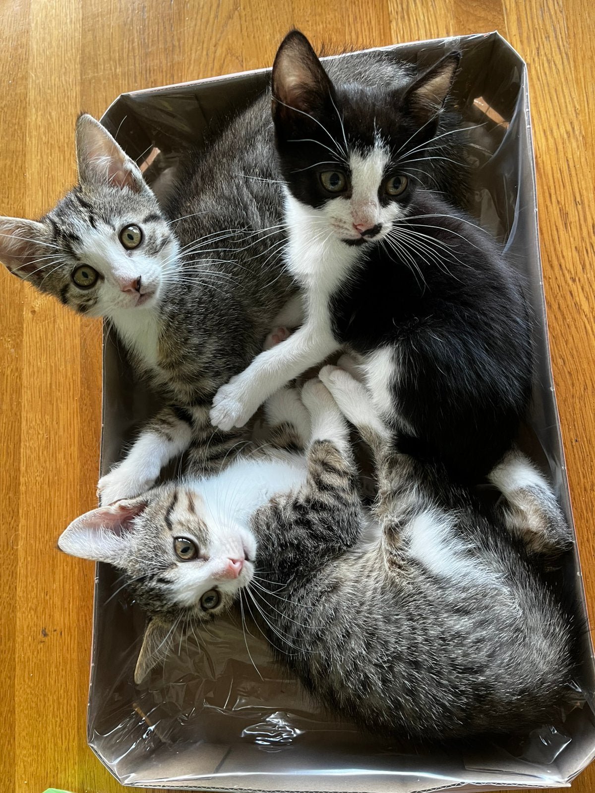 7 kittens uit 1 nestje zoeken een nieuw baasje, Dieren en Toebehoren, Meerdere dieren, Kortharig, 0 tot 2 jaar