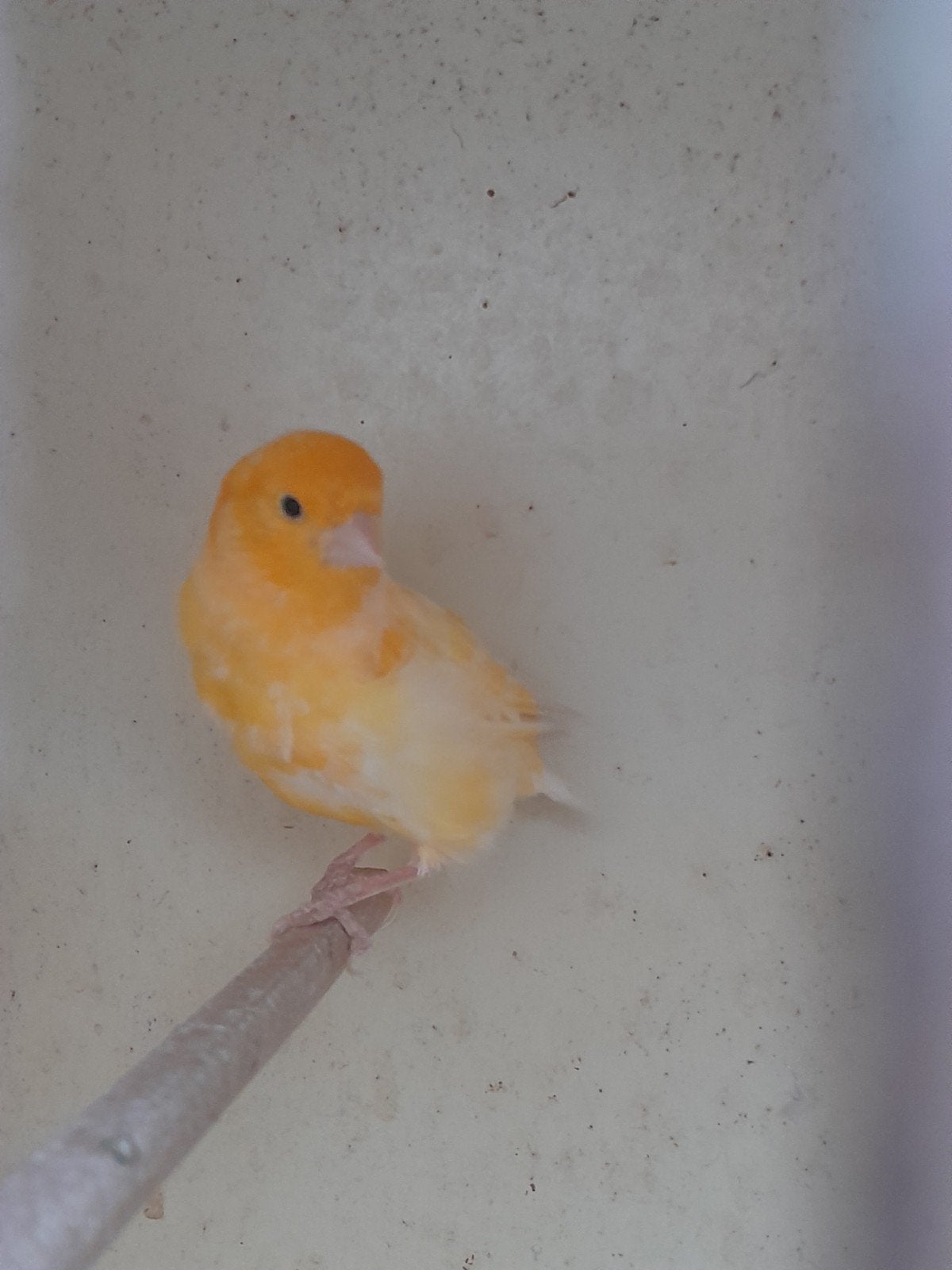 mooie oranje gele kanarie man, Mannelijk, Kleurkanarie
