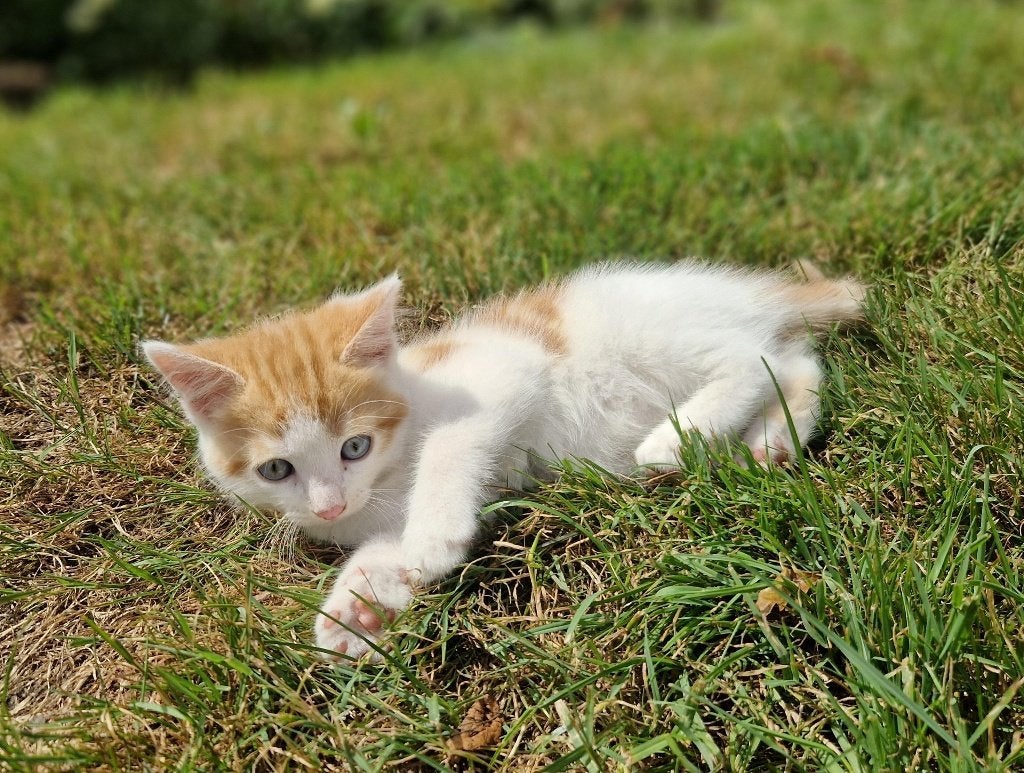 kittens, Dieren en Toebehoren, Meerdere dieren, Ontwormd, 0 tot 2 jaar