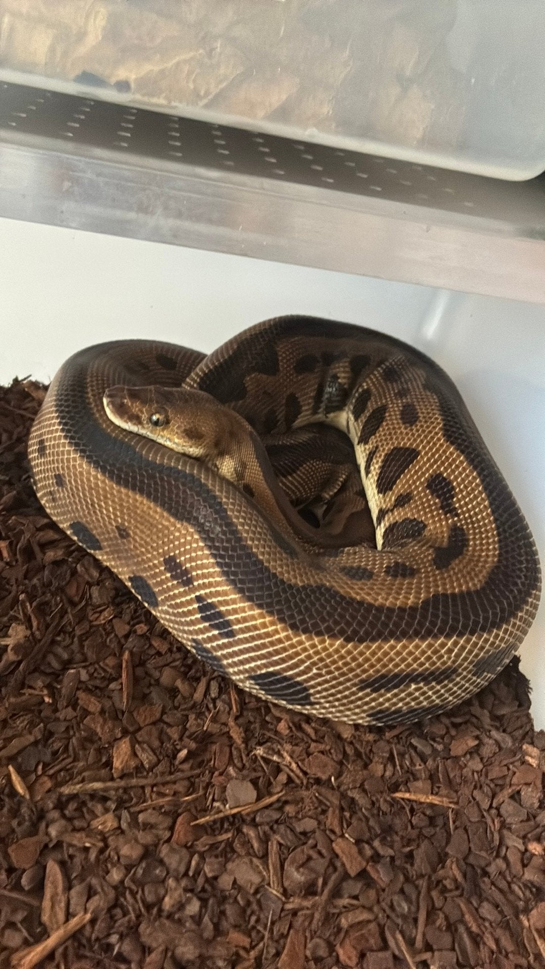 Ball python regius