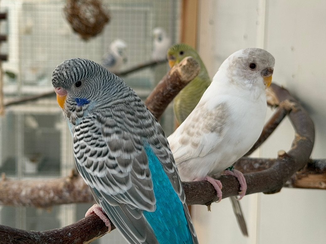 Blackface Dun Fallow Split Blackwing Parkieten Grasparkieten, Meerdere dieren, Parkiet