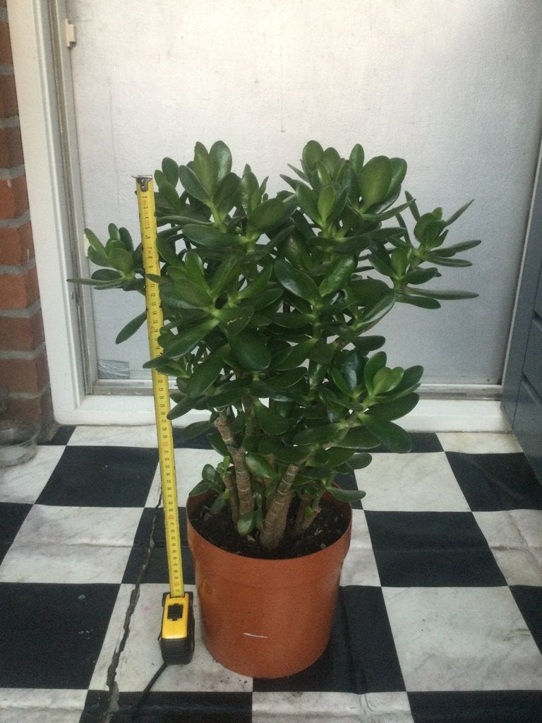 Crassula Ovata, Ophalen, Halfschaduw, Minder dan 100 cm