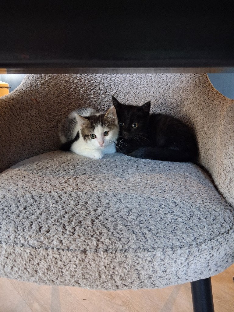 Zwarte kitten half RAGDOLL, Meerdere dieren, 0 tot 2 jaar