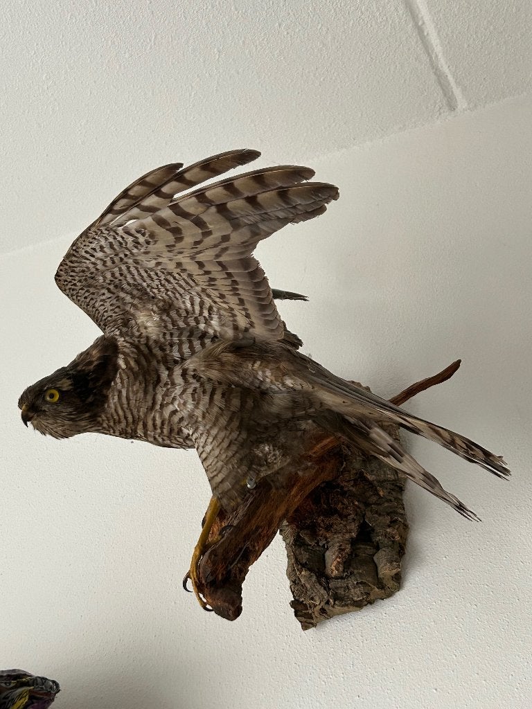 Opgezette Sperwer - Prachtige Wanddecoratie, Verzamelen, Ophalen, Zo goed als nieuw, Vogel, Opgezet dier