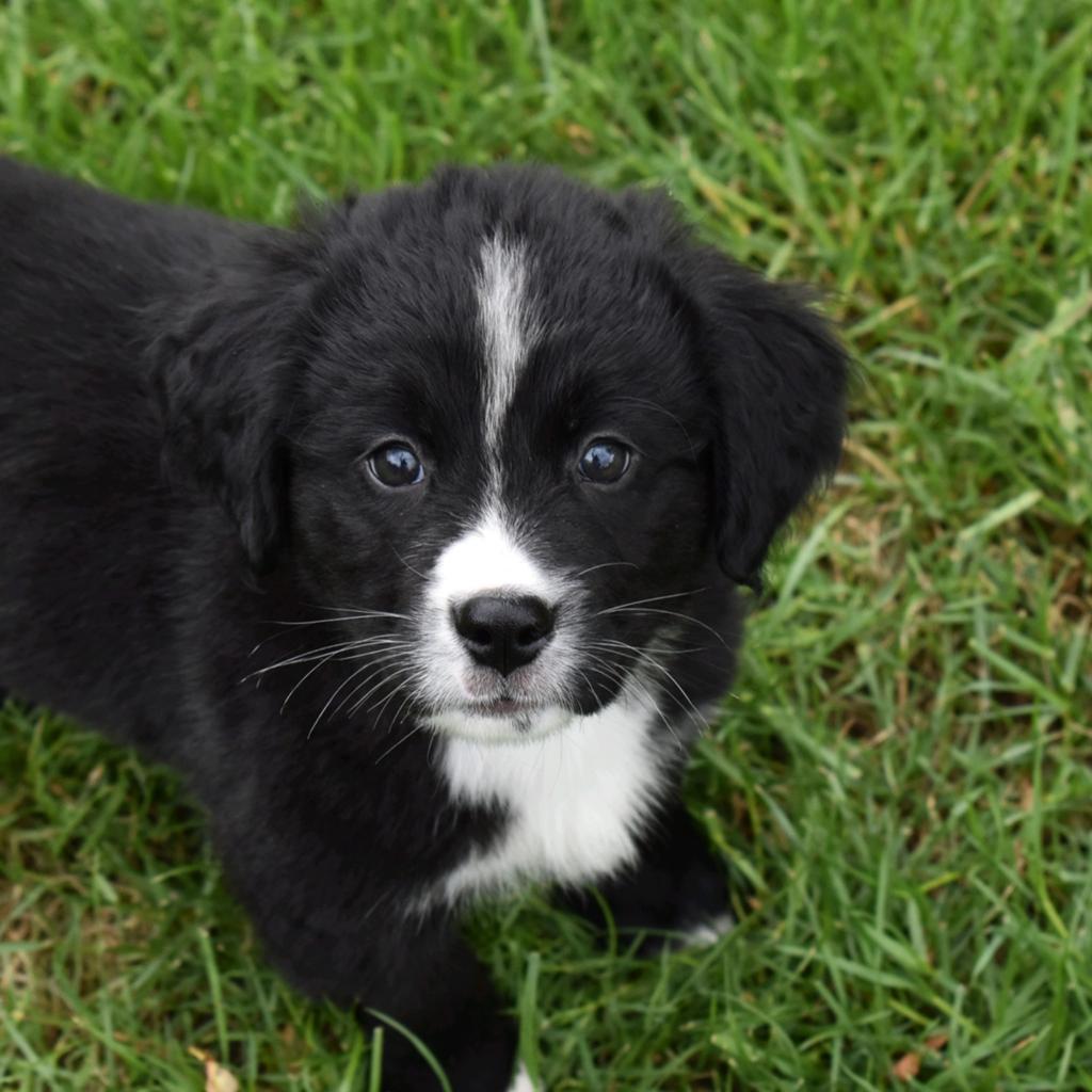 Prachtige boulab pups, Dieren en Toebehoren, Honden | Niet-rashonden, Parvo, 8 tot 15 weken, Meerdere, Meerdere dieren
