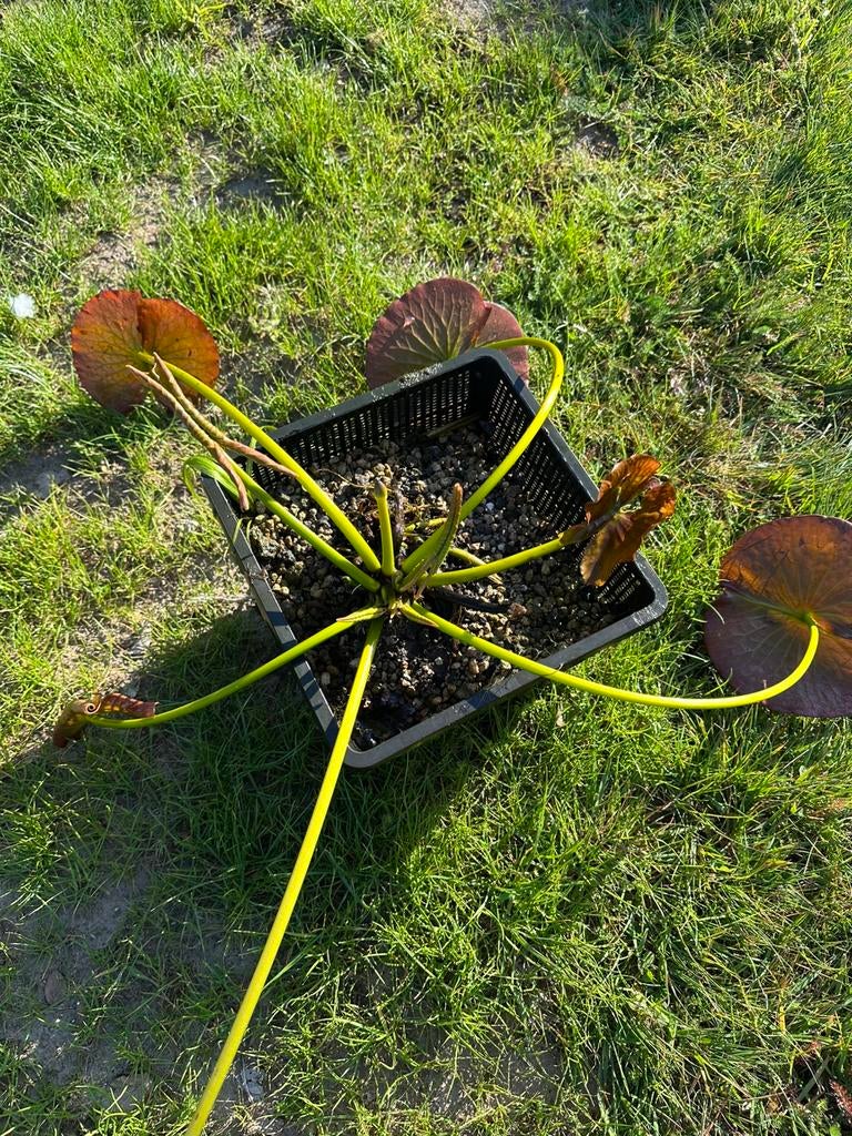 Waterlelie Nymphaea Mad Wilfron Gonnère rose, Ophalen, Nieuw