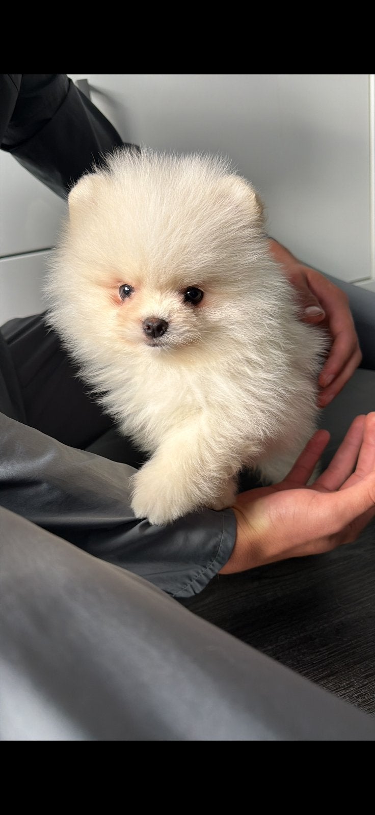 Pomeriaan pup te koop, Dieren en Toebehoren, Particulier, 15 weken tot 1 jaar, Buitenland, Parvo