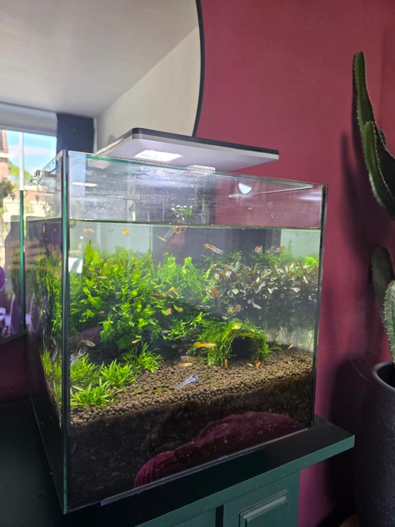 Aquarium met guppen en garnalen, Dieren en Toebehoren, Ophalen, Zo goed als nieuw, Gevuld zoetwateraquarium