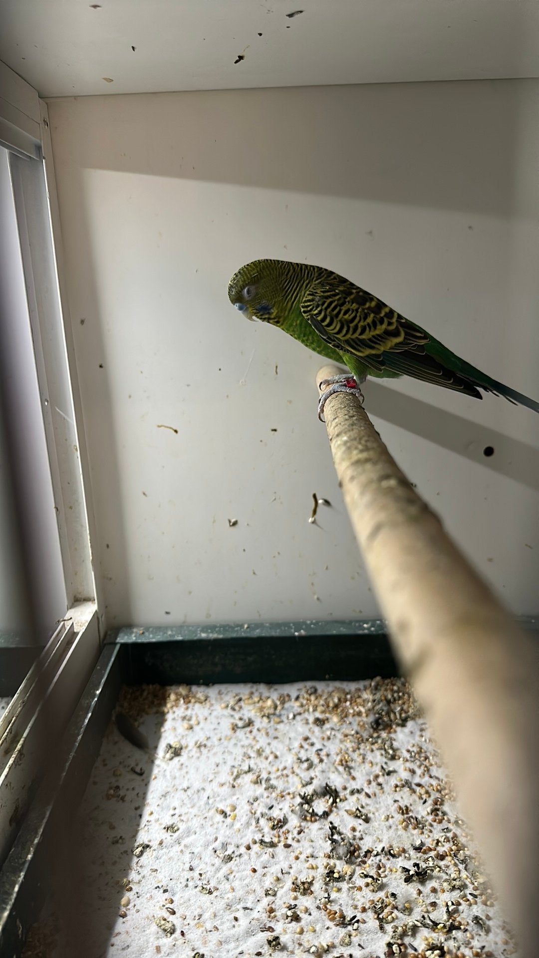 Grasparkiet-blackface groen, Dieren en Toebehoren, Mannelijk, Parkiet