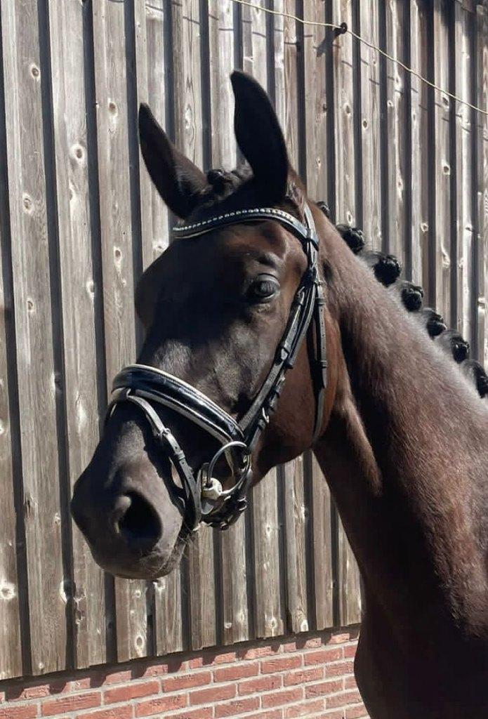 Prachtige 4 jarige KWPN merrie - Lowlands x Desperado, Dieren en Toebehoren, Paarden, Merrie, Met stamboom, Dressuurpaard, Zadelmak
