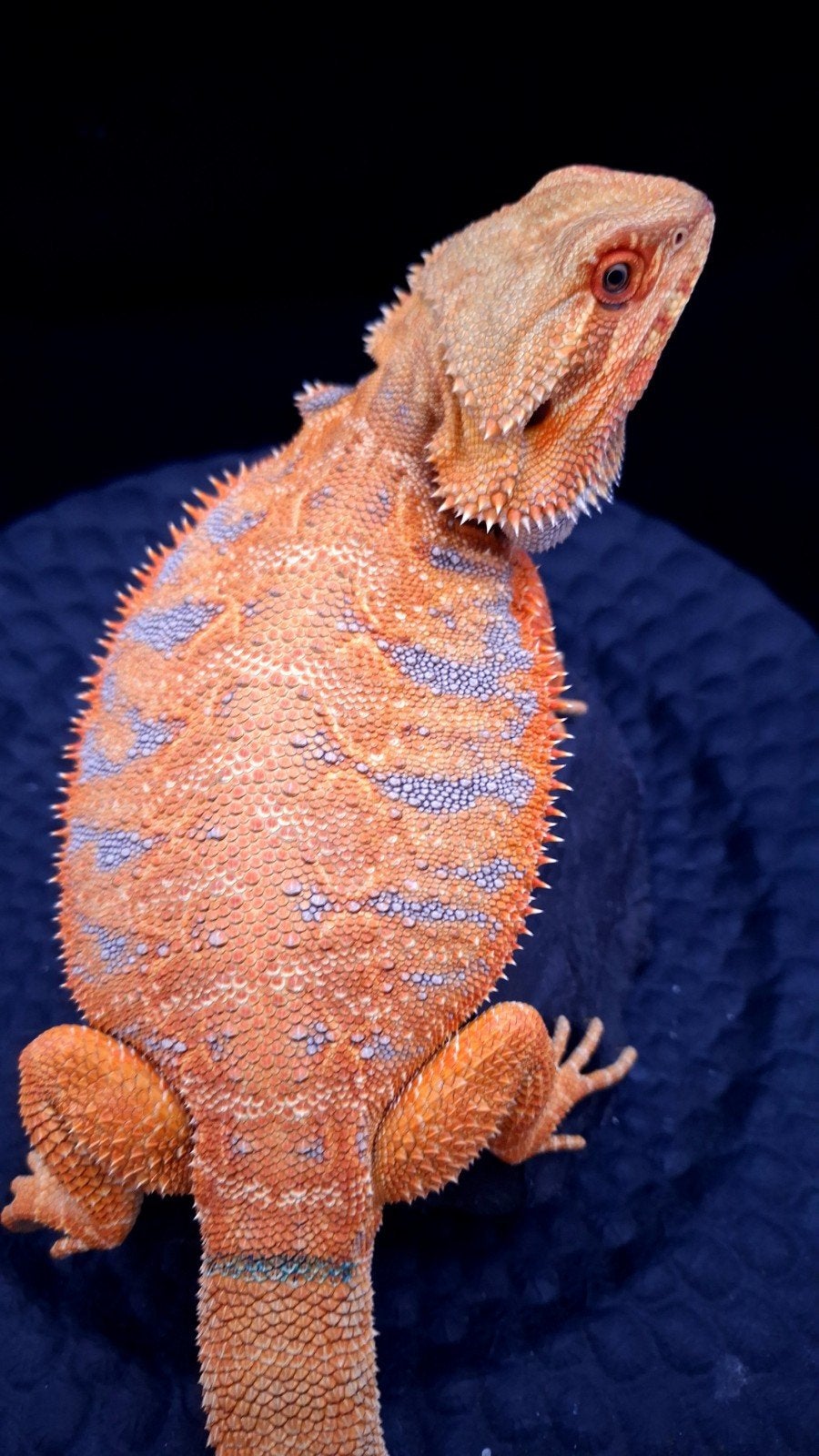50% Red Monster Purple Tiger het. Witblits/Hypo Baardagaam Bearded Dragon photo 6