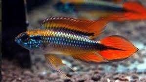 Apistogramma agassizii per paar - Koidream Valburg, Vis, Zoetwatervis