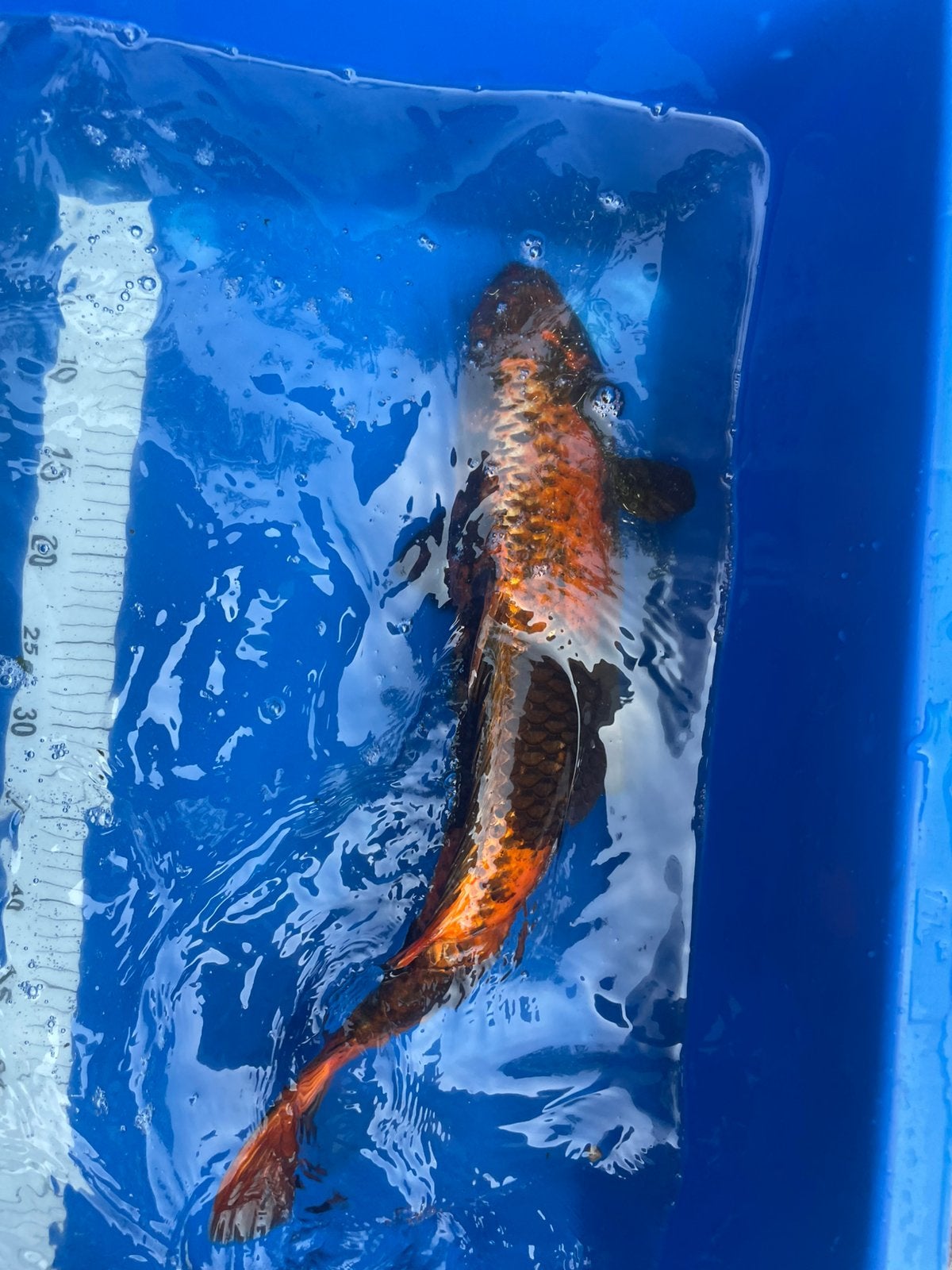 Metellic hi utsuru koi, Karper of Koi