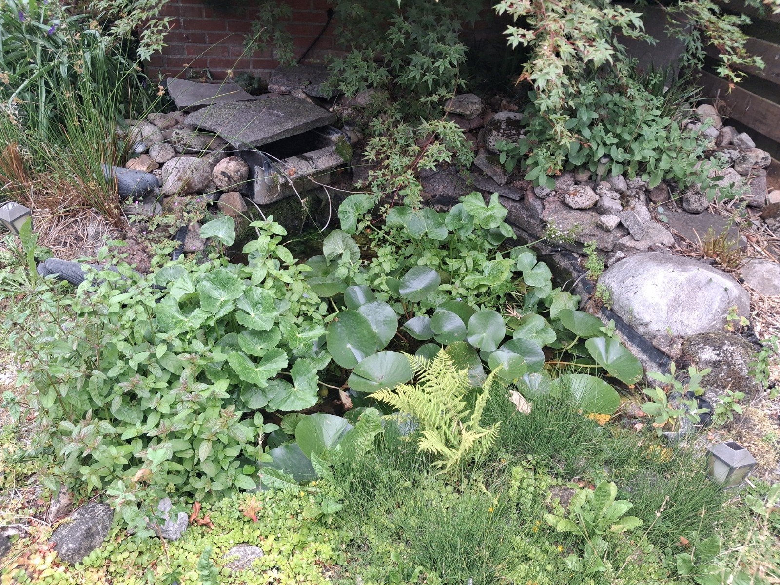 Vijverplanten, goudvissen, keien, grind, Tuin en Terras, Ophalen, Gebruikt