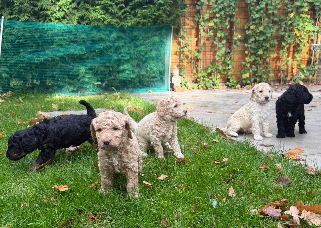 Prachtige lieve poedel puppy’s, Overige rassen, 8 tot 15 weken, Meerdere, Meerdere dieren